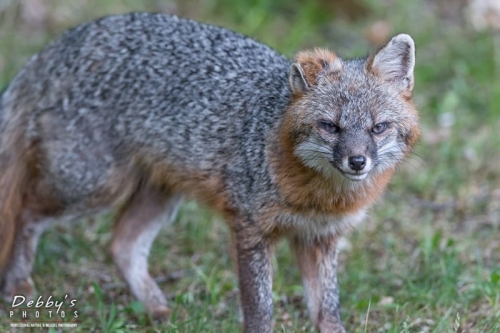 4369 Male Gray Fox