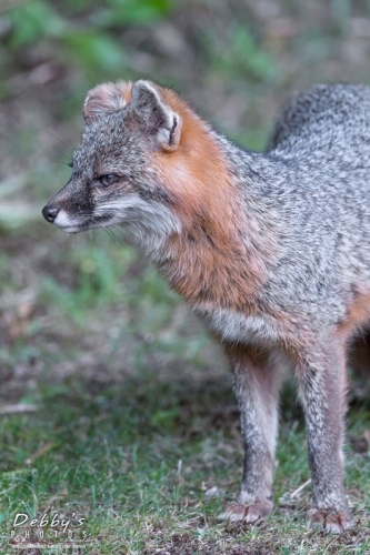 4370 Male Gray Fox