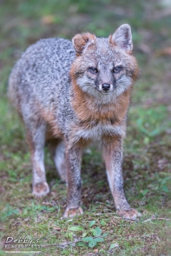 4396 Male Gray Fox
