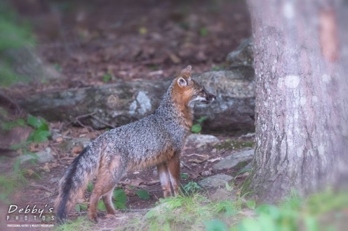 4467 Gray Fox on Alert