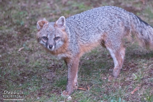 4468 Cautious Male Gray Fox