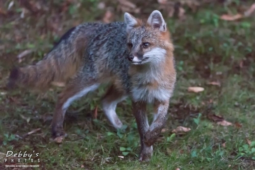 5001 Female Gray Fox