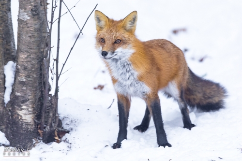 7022 Red Fox in Snow