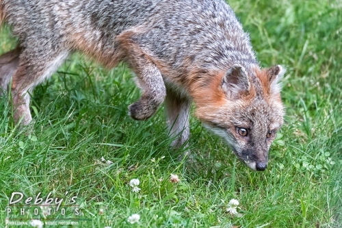 7401 Gray Fox in grass and clover with foot up