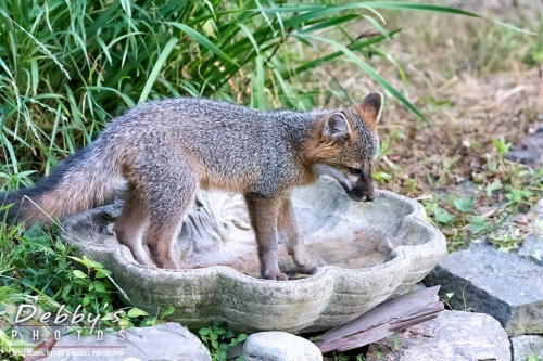 7464 Gray Fox Kit in Birdbath