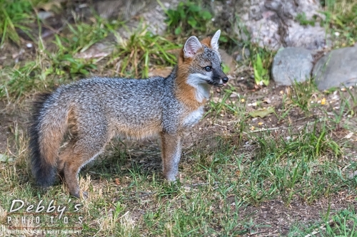 7472 Gray Fox Kit