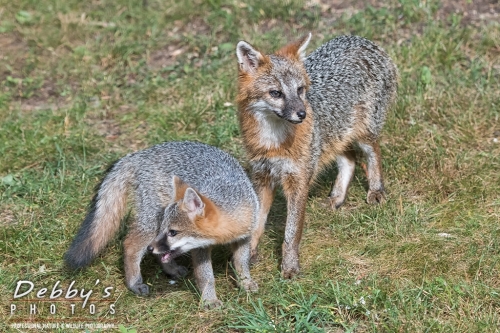 7473 Gray Foxes
