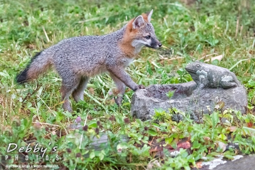 7474 Gray Fox Kit with foot on birdbath with frog