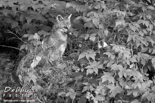 7480 Gray Fox Mom Standing on Brush Pile