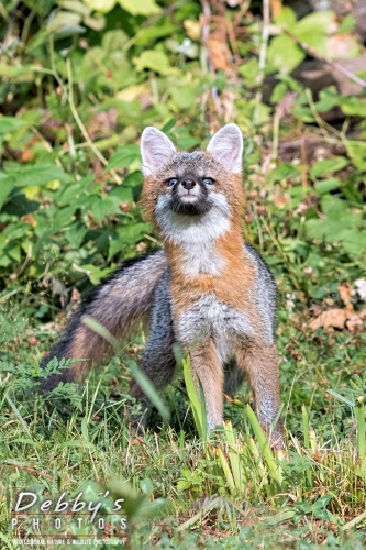 7481b Gray Fox Kit Alert