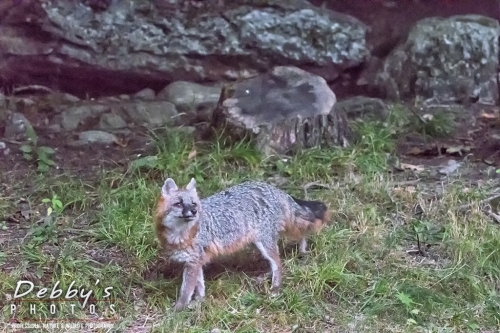 7490 Gray Fox