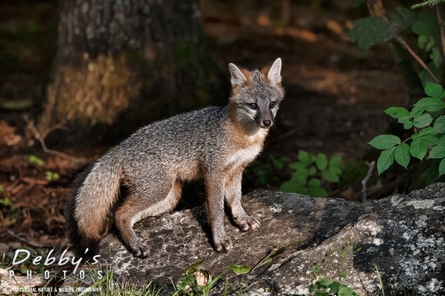 7494 Gray Fox Kit in sunlight with shadow of woods