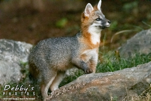 7545 Gray Fox Kit