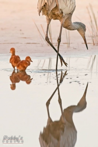 FL2911 Sandhill Cranes and Reflections