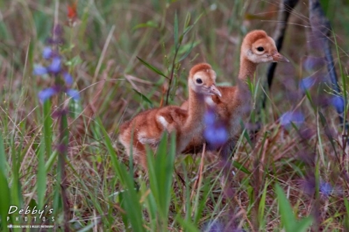 FL2972 Sandhill Crane Chicks and Flowers