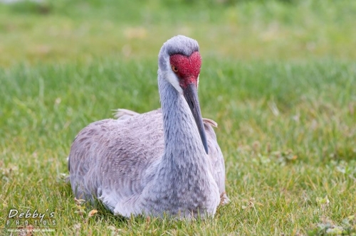 FL301 Sandhill Crane Resting