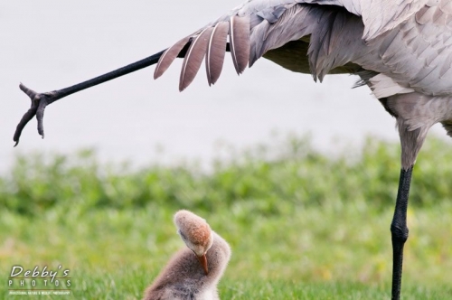 FL3019 Sandhill Crane Stretching with Chick