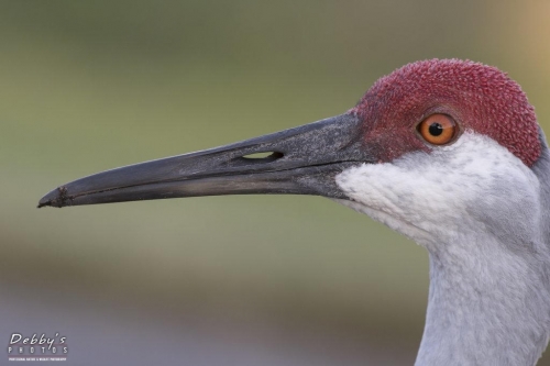 FL3053 Sandhill Crane closeup profile