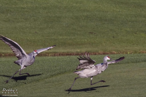 FL3058 Sandhill Cranes running