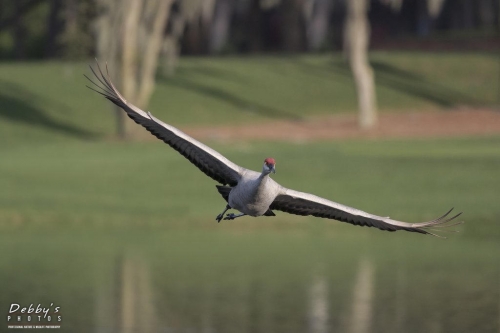 FL3176 Sandhill Crane in flight banking