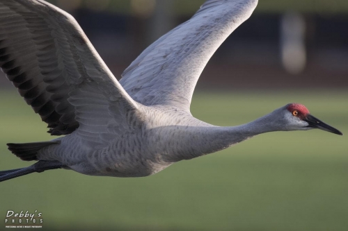 FL3177 Sandhill Crane in flight closeup