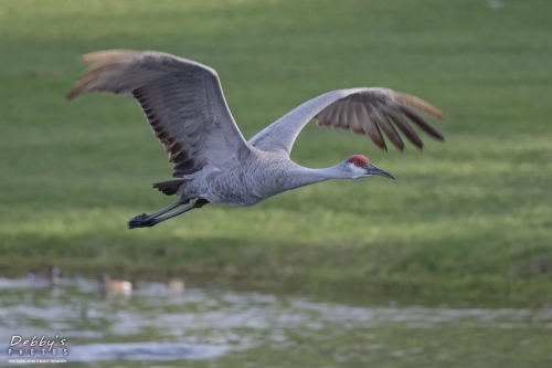 FL3179 Sandhill Crane in flight