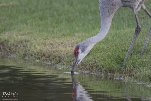 FL3180 Sandhill Crane getting  drink