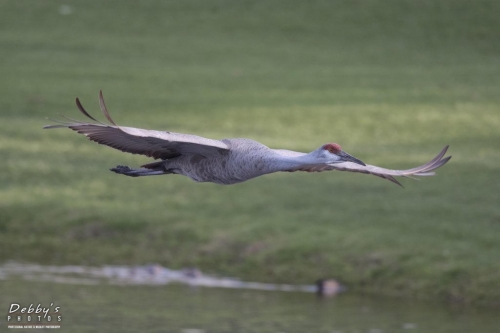 FL3184 Sandhill Crane in flight