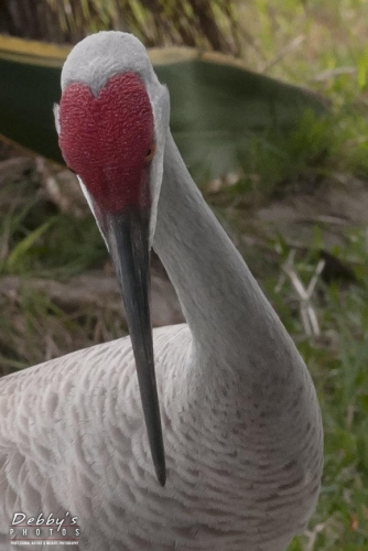 FL3187b Sandhill Crane