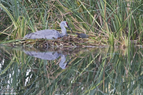 FL3200 Sandhill Crane on Nest and Little Green Heron