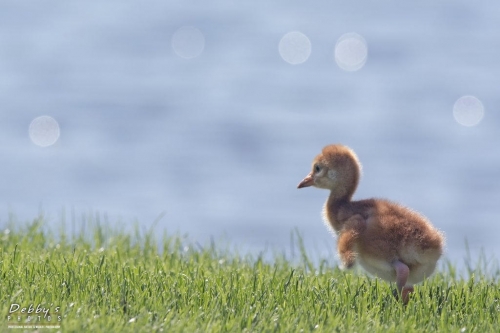 FL3201 Sandhill Crane Colt