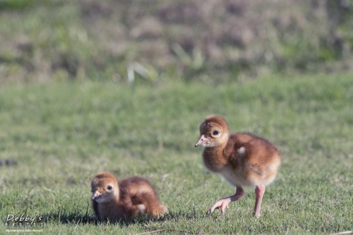 FL3202 Sandhill Crane New Colts