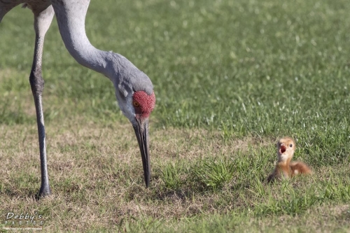 FL3203 Sandhill Crane Family