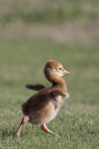 FL3205 Sandhill Crane Colt