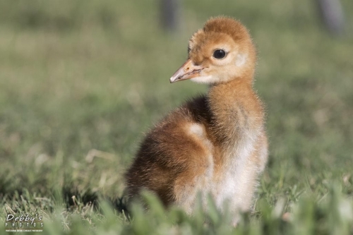 FL3206 Sandhill Crane Colt