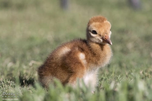 FL3207 Sandhill Crane Colt