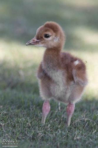 FL3208 Sandhill Crane Colt