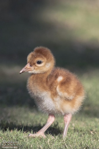 FL3209 Sandhill Crane Colt