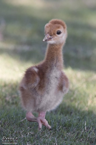 FL3210 Sandhill Crane Colt  walking