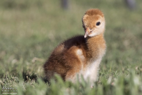 FL3211 Sandhill Crane Colt