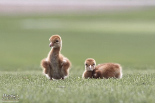 FL3216 Sandhill Crane Newborn Colts