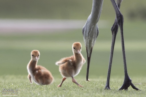 FL3217 Sandhill Crane Family