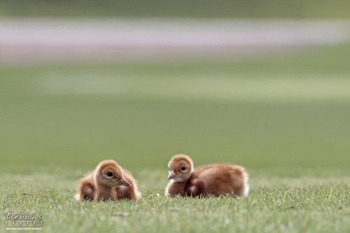 FL3218 Sandhill Crane Newborn Colts