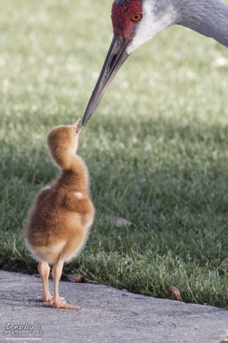 FL3219 Sandhill Crane feeding chick