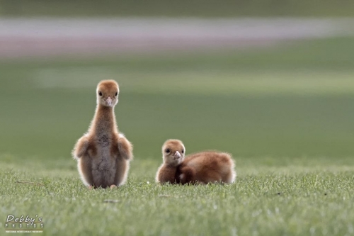 FL3223 Sandhill Crane Newborn Colts