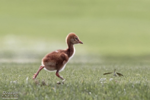 FL3224 Sandhill Crane Colt on a mission