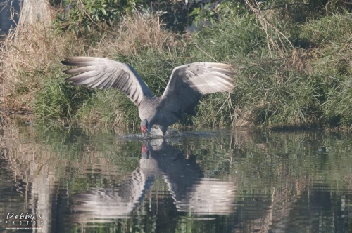 FL3225 Sandhill Crane Fishing