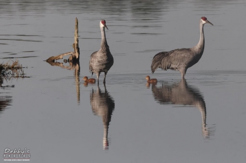 FL3226 Sandhill Crane Family