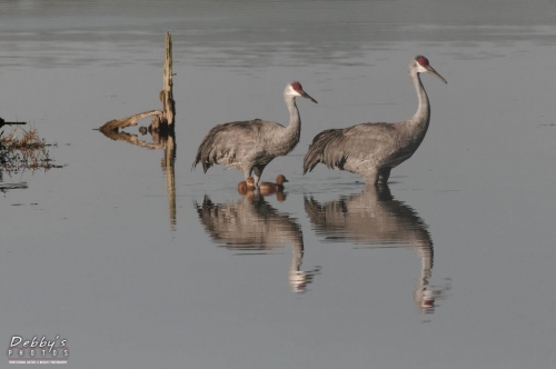 FL3227 Sandhill Crane Family