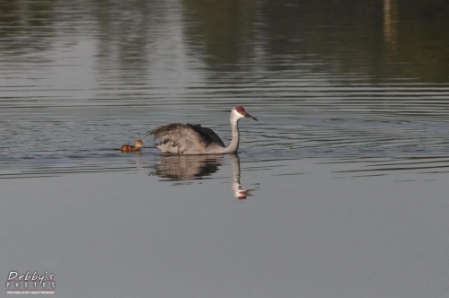 FL3228 Sandhill Crane Family Crossing Pond